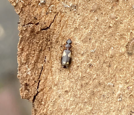 Philorhizus quadrisignatus - Breedkopschorsloper