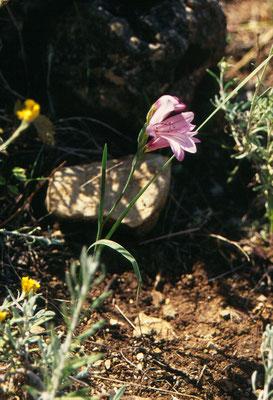 Gladiolus italicus