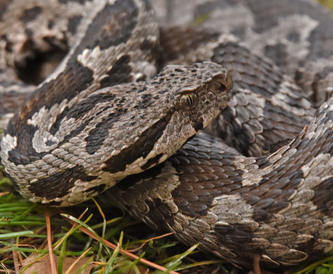 Ottomaanse Adder