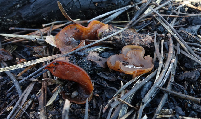 Purperbruine brandplekbekerzwam
