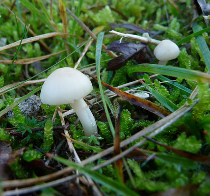 Hygrocybe virginea - Gewoon sneeuwzwammetje