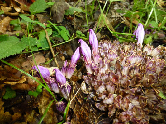 Lathraea clandestina - Prachtschubwortel