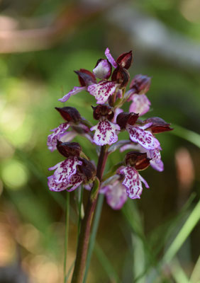 Purperorchis