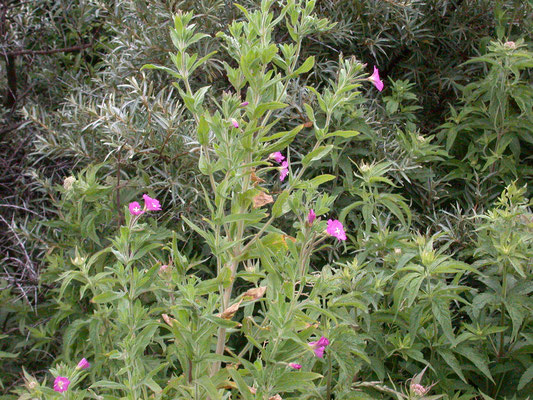 Epilobium hirsutum - Harig wilgenroosje