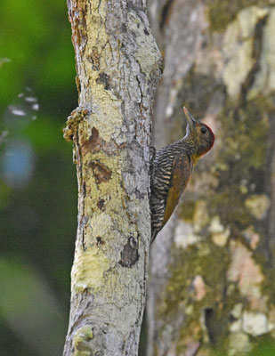 Golden-collared Woodpecker