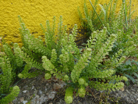 Lepidium densiflorum - Dichtbloemige kruidkers