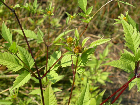 Bidens frondosa - Zwart tandzaad