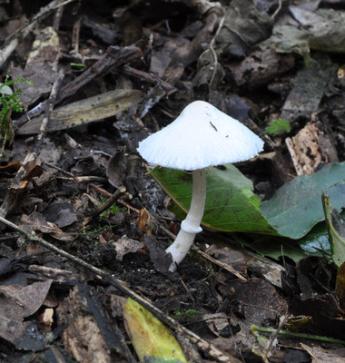 Cystolepiota hetieri - Vlekkende poederparasol