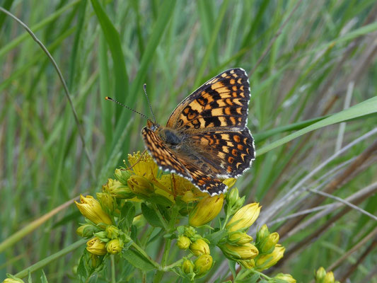 Melitaea phoebe - Knoopkruidparelmoervlinder