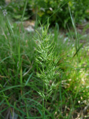 Antoxanthum aristatum - Slofhak