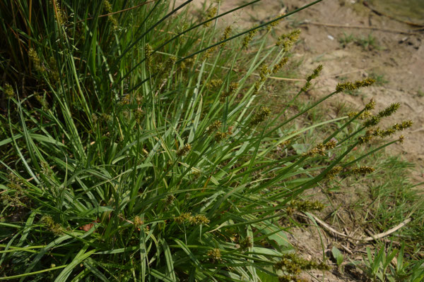 Carex otrubae - Valse voszegge