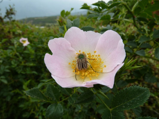Eulasia bombylus