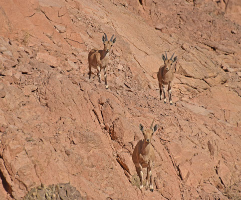 Nubische steenbok