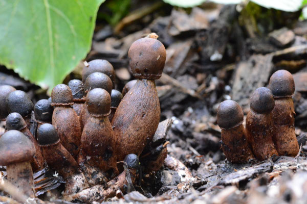 Leucoagaricus americanus - Gebundelde champignonparasol