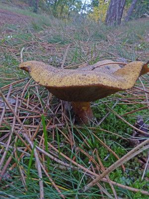 Suillus variegatus - Fijnschubbige boleet
