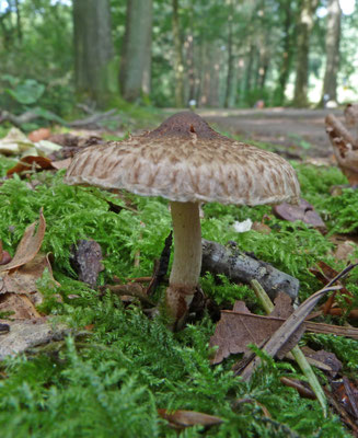 Inocybe flocculosa - Vlokkige vezelkop