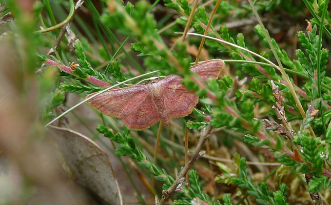 Idaea muricata - Geelpurperenspanner