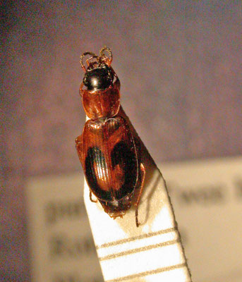 Badister bullatus