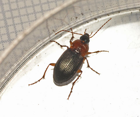 Calathus melanocephalus - Zwartkoptandklauw