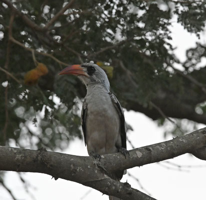 Tockus erythrorhynchus - Red-billed Hornbill