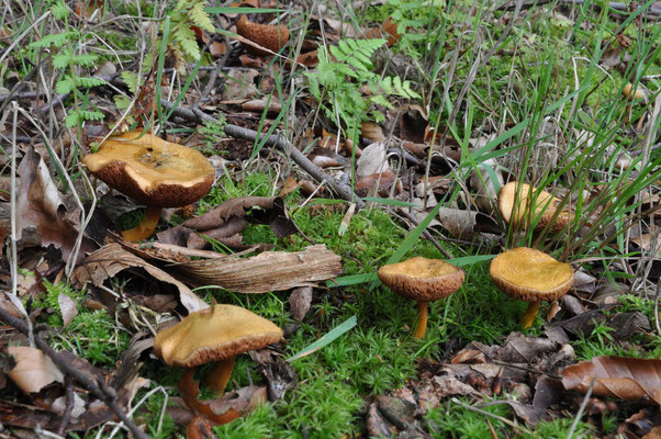 Chalciporus piperatus - Peperboleet
