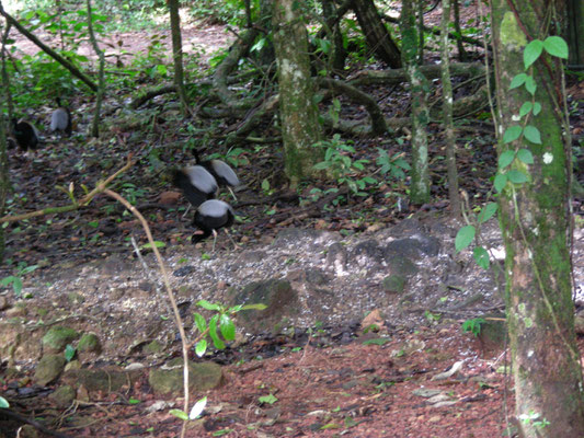 Gray-winged Trumpeter