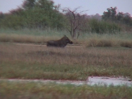 Warthog (Wrattenzwijn)