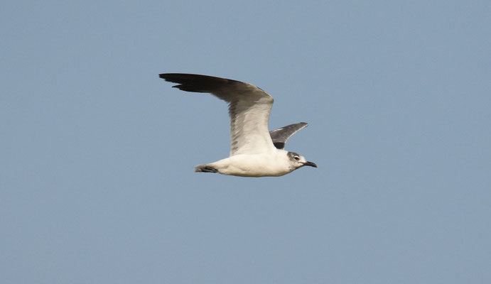 Laughing Gull