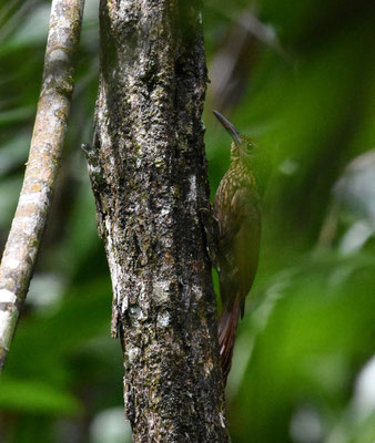 Chestnut-rumped Woodcreeper