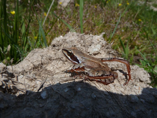 Rana dalmatina