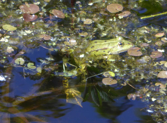 Pelophylax esculenta (bastaardkikker)