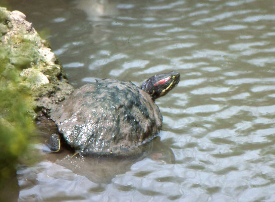 Red-eared Slider