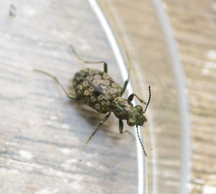 Elaphrus riparius - Gewone oeverloper