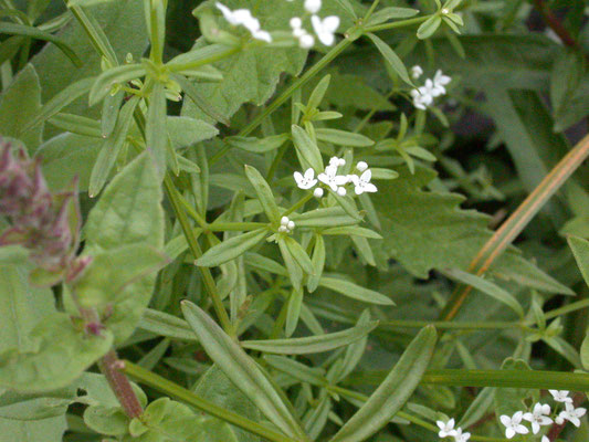 Galium palustre - Moeraswalstro