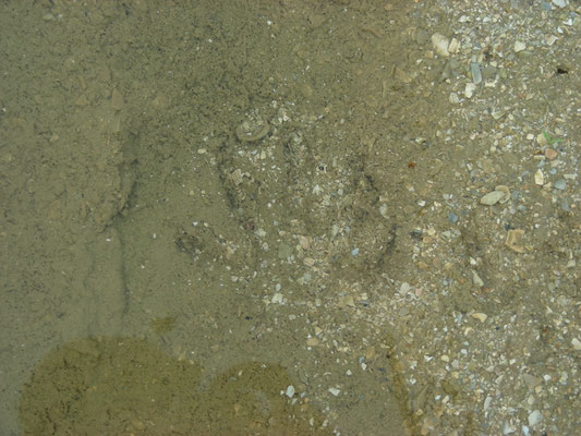 voetspoor capibara