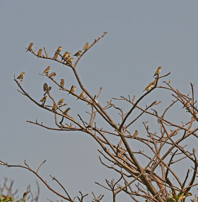 Quelea quelea - Redbilled Quelea