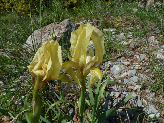 Iris lutescens