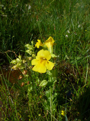 Mimulus guttatus - Gele maskerbloem