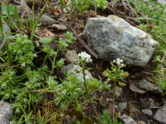 Iberis sempervirens
