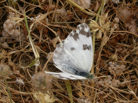 Euchloe eusonia (oostelijk marmerwitje)