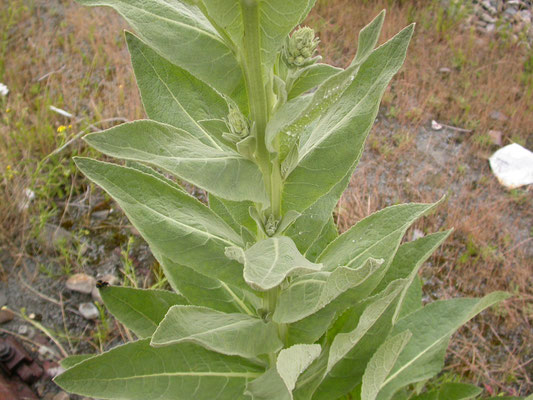 Verbascum phlomoides - Keizerskaars