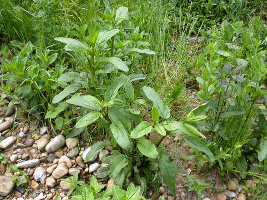 Scrophularia auriculata - Geoord helmkruid