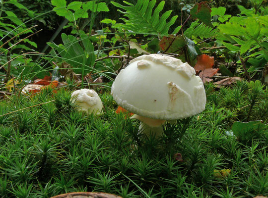 Amanita citrina - Gele knolamaniet