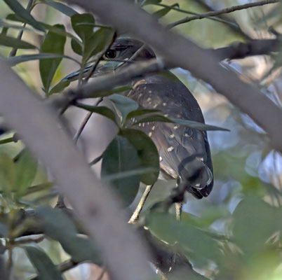 Gorsachius leuconotus - White-backed Night-Heron