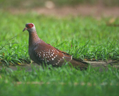 Speckled Pigeon