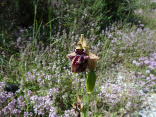 Ophrys spegodes mammosa