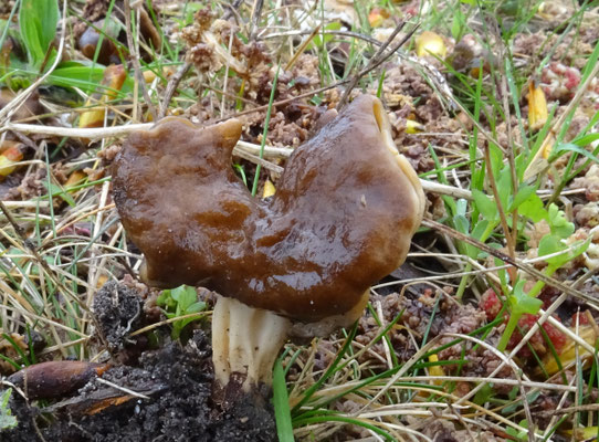 Helvella fusca - Geaderde kluifzwam