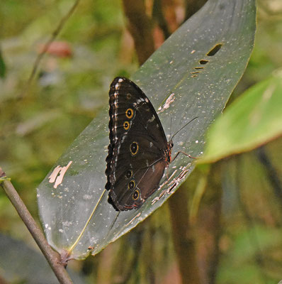 Morpho achilles achilles