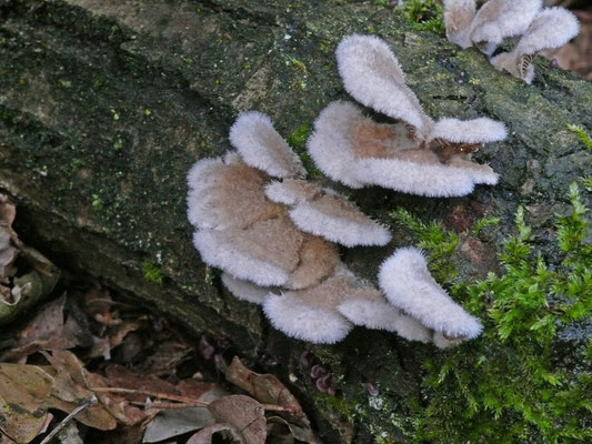 Schizophyllum commune - Waaiertje