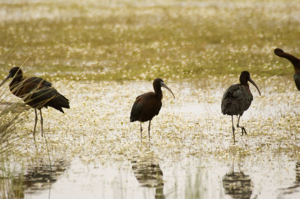 Zwarte ibis